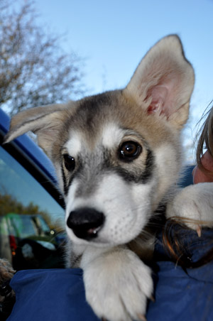 bark-and-ride